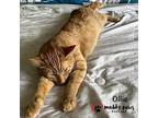 Ollie (Courtesy Post) American Shorthair Young Male