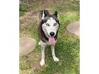 Echo Husky Adult Female