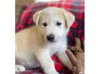 Kieran Husky Puppy Male