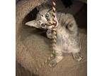 Jenny aka SUKI Domestic Shorthair Kitten Female