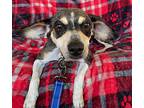 Luna Dachshund Adult Female