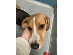 Frederick Beagle Young Male