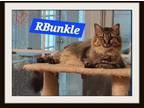 Adopt RBunkle & Big Mama a Brown Tabby Maine Coon (long coat) cat in Snow Camp