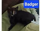 Badger Domestic Shorthair Kitten Female