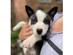 Delta Husky Puppy Female