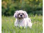 Emerald Shih Tzu Adult Female