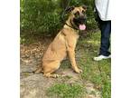 Sylvia Labrador Retriever Adult Female