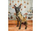 Zya Belgian Malinois Adult Female