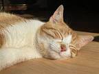 Goose Domestic Shorthair Adult Male