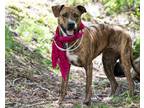 Ziva American Pit Bull Terrier Adult Female