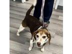 Jack Beagle Adult Male