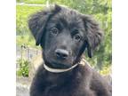 Adopt Zeke a Black Flat-Coated Retriever / Border Collie dog in Cashmere