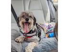 Fitz Shih Tzu Adult Male