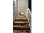 Adopt Max a White - with Tan, Yellow or Fawn American Pit Bull Terrier / Mixed