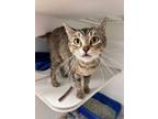 Adopt Chin a Brown Tabby Domestic Shorthair (short coat) cat in Newport