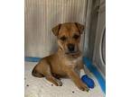 Tucker Terrier (Unknown Type, Medium) Puppy Male