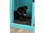Adopt Brutus a Black American Pit Bull Terrier / Basset Hound / Mixed dog in