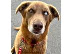 Adopt Sammie a Husky / Retriever (Unknown Type) / Mixed dog in Bloomfield