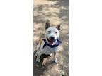 Adopt LIZZY a Australian Cattle Dog / Blue Heeler