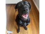 Adopt Carolyn a Black Labrador Retriever