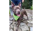 Adopt Hera a Pit Bull Terrier