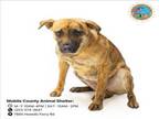 Adopt SIMBA a Beagle