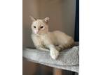 Adopt Bonfire a Cream or Ivory (Mostly) Siamese cat in St.
