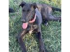 Adopt Nova a Great Dane, Shepherd