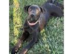Adopt Bridgette a Great Dane, Shepherd