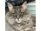 Adopt Mona a Domestic Medium Hair