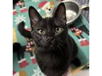 Adopt Opal a Domestic Short Hair
