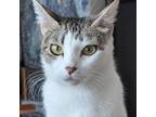 Adopt Stella a Domestic Short Hair