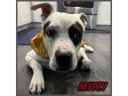 Adopt Mitzy a American Pit Bull Terrier / Shar Pei / Mixed dog in Mesa