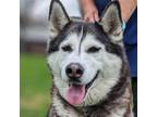 Adopt Irma a Husky