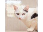Adopt Sally Mae a Turkish Van