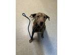 Adopt Tim a Brindle Vizsla / Mixed dog in Sunderland, MD (41467586)