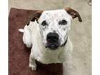 Adopt McCoy a Boxer / Labrador Retriever / Mixed dog in Defiance, OH (40309231)