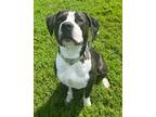 Adopt Jasmine a American Pit Bull Terrier / Mixed dog in Defiance, OH (40057747)