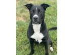 Adopt Kenny a Labrador Retriever / Mixed dog in Defiance, OH (39467291)