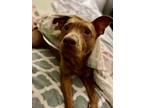 Adopt Gala a Bull Terrier, Mixed Breed