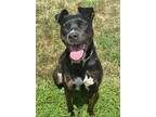 Adopt Maggie a Labrador Retriever / Terrier (Unknown Type