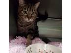 Adopt Ki a Domestic Short Hair