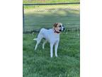 Adopt Lorelai a Great Pyrenees, Mixed Breed