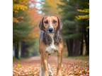 Adopt Waggles a Foxhound / Mixed dog in Sebastian, FL (41269747)