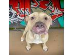 Adopt Gumby a American Pit Bull Terrier / Mixed dog in Sebastian, FL (41305184)