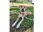 Adopt Kara a Collie