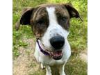 Adopt Rylee/Sadie a Mixed Breed