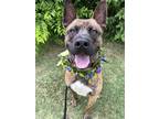 Adopt The Alchemist a Akita / Mixed dog in Richmond, VA (41370054)
