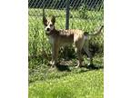 Adopt Luna a Siberian Husky, Pit Bull Terrier