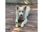 Adopt Reba D16142 a American Eskimo Dog